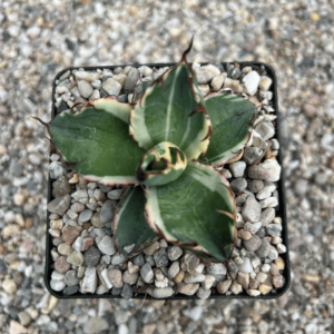 Agave titanota 'Black & Blue' marginata alba