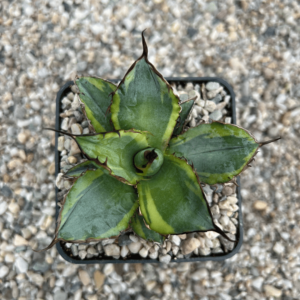 Agave titanota 'Blue diamond'