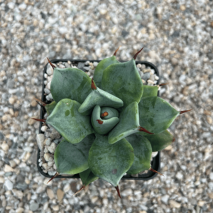Agave isthmensis 'Spineless'