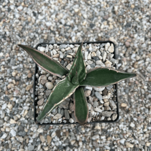 Agave montana marginata alba