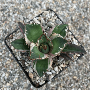 Agave titanota 'White Whale' marginata alba