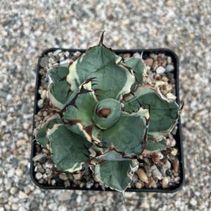 Agave titanota 'Black & Blue' marginata alba