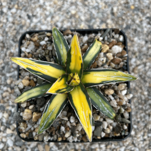 Agave victoriae reginae 'Sun-king'