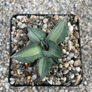 Agave titanota 'Light Saber'