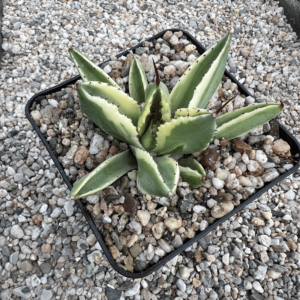 Agave potatorum 'Cubic' marginata