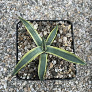 Agave parryi parryi marginata