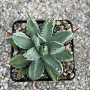 Agave potatorum 'Cubic' mediopicta shadow