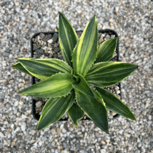agave desmettiana x isthmensis