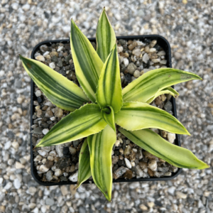 agave desmettiana x isthmensis