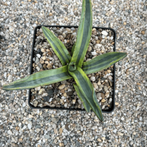 Agave x nickelima 'Mustard Shark'