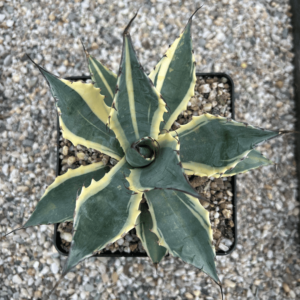 agave parrasana 'Impressionist'