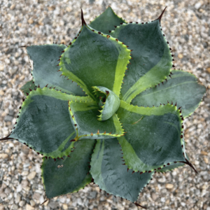 Agave pygmaea 'Dorado'