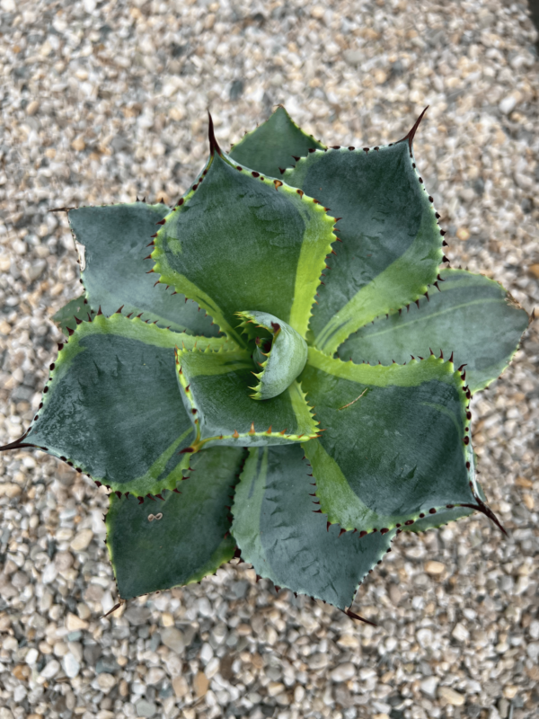 Agave pygmaea 'Dorado'