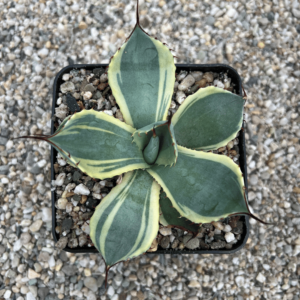 Agave parryi ssp. Truncata 'Orizaba'