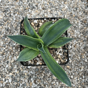 Agave ovatifolia 'Orca'