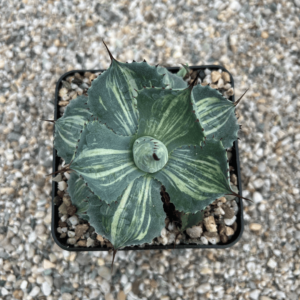 Agave potatorum 'Rosa Manchada'