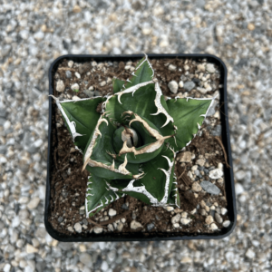 Agave titanota 'South African Diamond' variegated