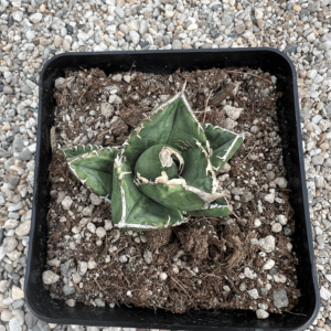 Agave titanota 'South African Diamond' variegated