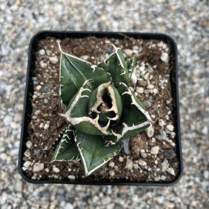 Agave titanota 'South African Diamond' variegated