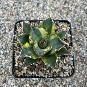 Agave titanota 'White whale' marginata