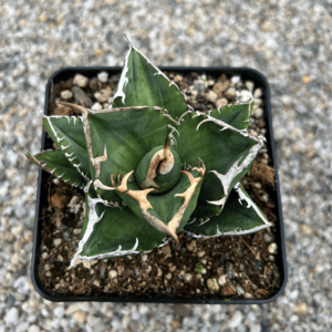 Agave titanota 'South African Diamond' variegated