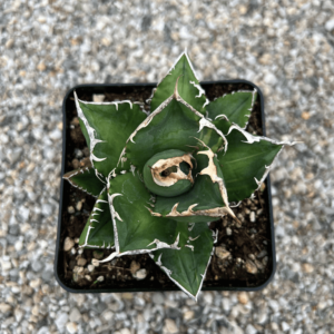 Agave titanota 'South African Diamond' variegated
