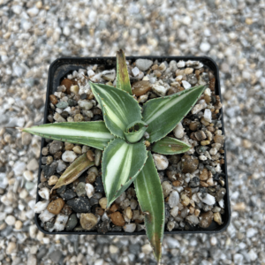 Agave potatorum 'Kisshokan' striata alba