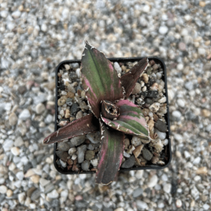Agave titanota 'White whale' striata