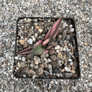 Agave titanota 'White whale' striata