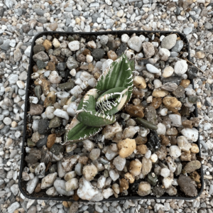 Agave titanota 'South African Diamond' striata
