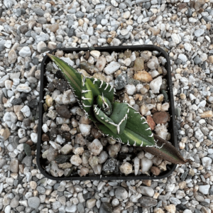 Agave titanota 'South African Diamond' mediopicta