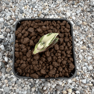 Agave titanota 'Juggernaut' mediopicta