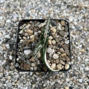 Agave titanota mediopicta alba