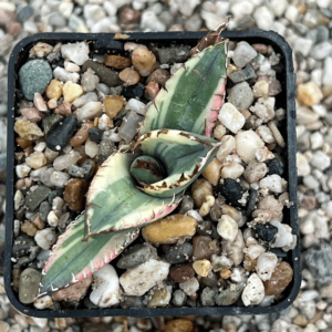 Agave titanota 'Dragon Teeth' marginata