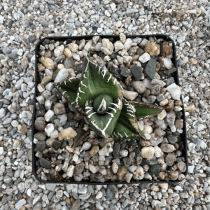Agave titanota 'South African Diamond' striata