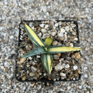 Agave asperrima 'Scabra' striata