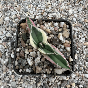 Agave titanota 'South African Diamond' marginata