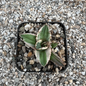 Agave titanota 'FO76' marginata