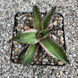 Agave titanota 'Red catweazel' marginata alba