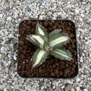 Agave titanota 'Compact' mediopicta
