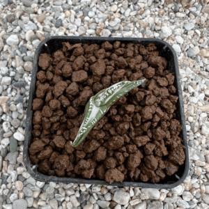 Agave titanota 'South African Diamond' mediopicta alba
