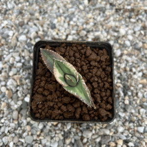 Agave titanota 'Juggernaut' marginata