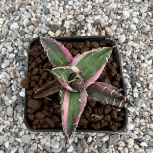 Agave titanota 'Caesar' marginata