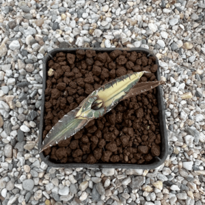 Agave titanota 'Dragon Teeth' mediopicta