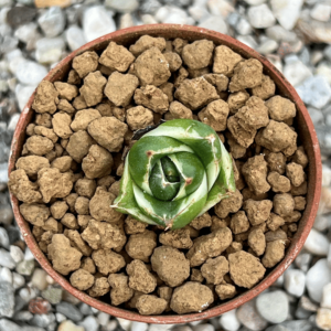 Agave filifera 'Pinky'