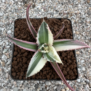 Agave titanota 'Compact' marginata alba
