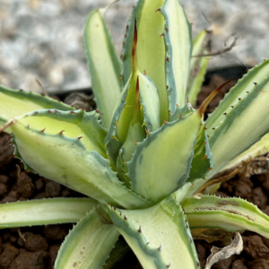Agave potatorum 'Cubic' mediopicta