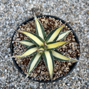 Agave ghiesbreghtii f. purpusorum 'Witte Zeeegel'