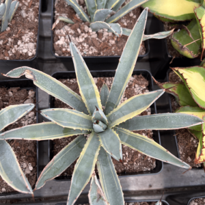 Agave macroacantha 'Blue Ribbon'