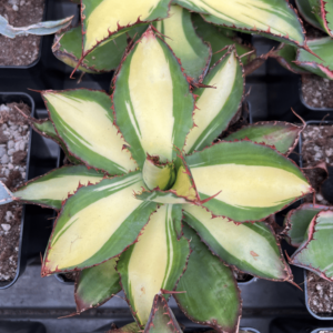 Agave bovicornuta 'Holstein'
